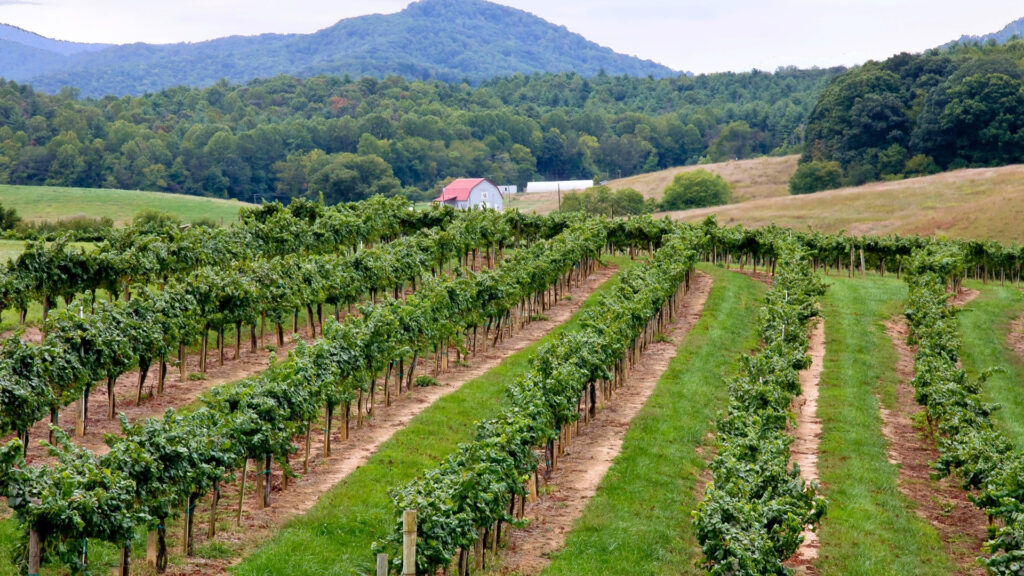 Massanutten - Mountain Flavors